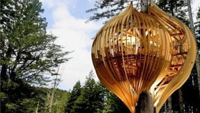 Photo of Ресторан на дереве в Новой Зеландии